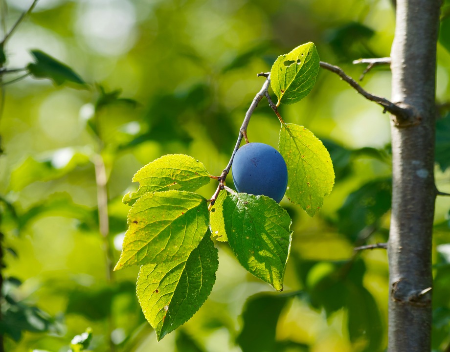 Pousse du prunelier sauvage - cr&eacute;dit photo : pixabay