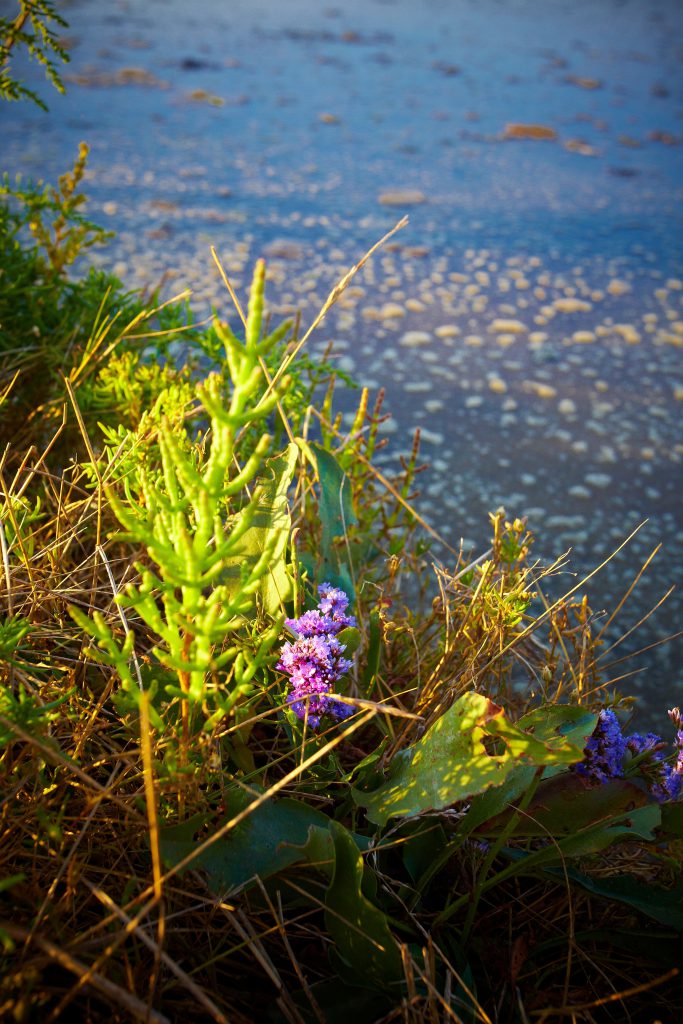Talmont Saint Hilaire, Salicorne dans les marais - Cr&eacute;dit photo : &copy;A. Lamoureux