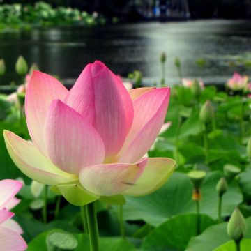 Parc Floral de la Court d'Aron