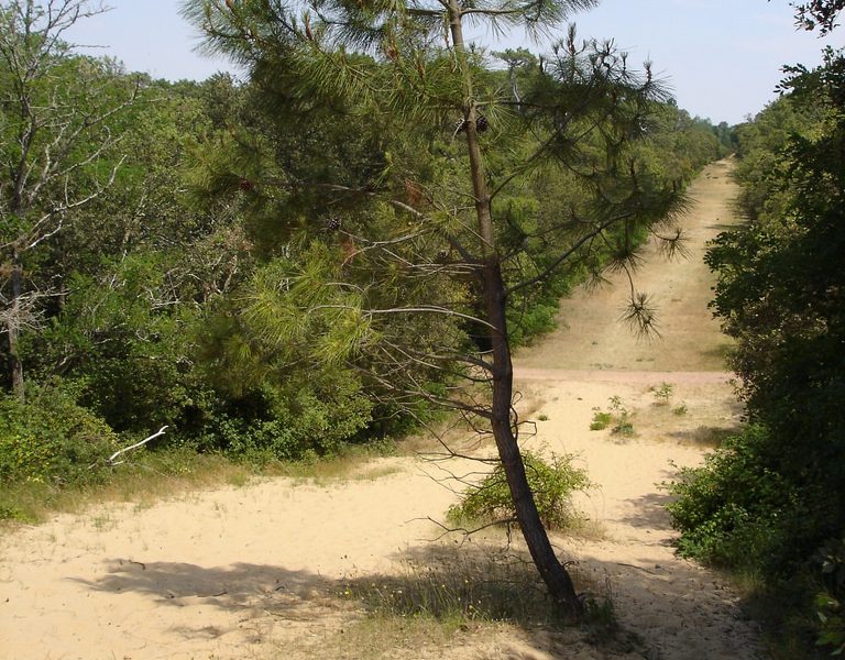 Pin en for&ecirc;t de Longeville sur Mer cr&eacute;dit office de tourisme destination vend&eacute;e grand littoral