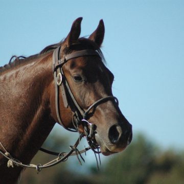 Randonn&eacute;e &eacute;questre cheval