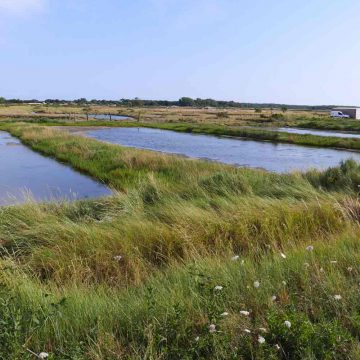 Marais Salants de la Guitti&egrave;re