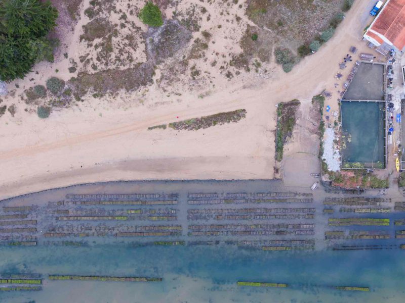 Incontournables : s'immerger dans la culture ostréicole Incontournables : s'immerger dans la culture ostréicole