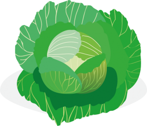 Choux - cr&eacute;dit dessin : Sophie Duprat Caoure