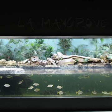 Mangrove aquarium Destination Vend&eacute;e Grand Littoral