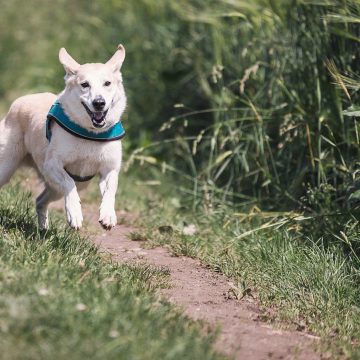 Balade avec chien en vend&eacute;e grand littoral