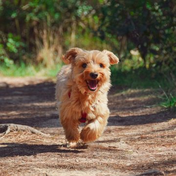 balade en for&ecirc;t avec chien en vend&eacute;e grand littoral