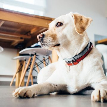 Chiens accept&eacute;s dans un restaurant en vend&eacute;e grand littoral