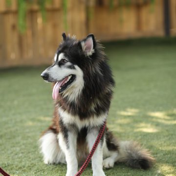 Garde chiens en Destination Vend&eacute;e Grand Littoral