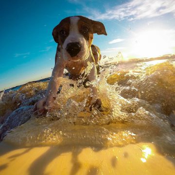 Plages accessibles aux chiens en Vend&eacute;e