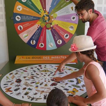 Folie-Finfarine-roue