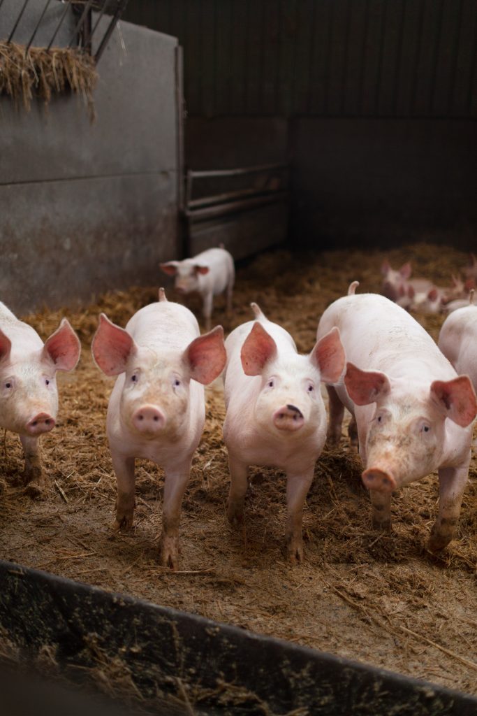 Coralie et Maxime, agriculteurs visionnaires